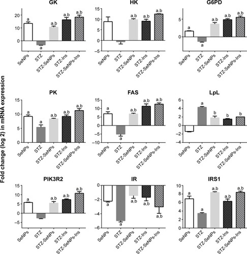 Figure 8 Effect of SeNPs and insulin on renal mRNA expression of candidate genes in control and experimental groups.Notes: Results (mean ± standard error of the mean of three assays) were normalized to β-actin RNA level and are shown as fold induction (in log 2 scale) relative to the mRNA level in the control. aP<0.05, significant change with respect to control group; bP<0.05, significant change with respect to STZ group for Duncan’s post hoc test.Abbreviations: FAS, fatty acid synthase; G6PD, glucose-6-phosphate dehydrogenase; GK, glucokinase; HK, hexokinase; Ins, insulin; IR, insulin receptor; IRS1, insulin receptor substrate 1; LpL, lipoprotein lipase; PIK3R2, phosphoinositide-3-kinase, regulatory subunit 2 (beta); PK, pyruvate kinase; SeNPs, selenium nanoparticles; STZ, streptozotocin.