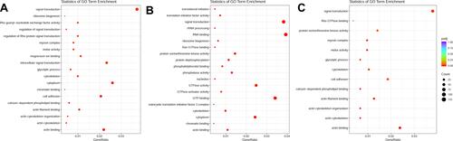 Figure 2 (A) GO enrichment plot of ICI versus Insulin+ISO DEGs; (B) GO enrichment plot of PD0325901 versus Insulin+ISO DEGs; (C) GO enrichment plot of PKI versus Insulin+ISO DEGs.