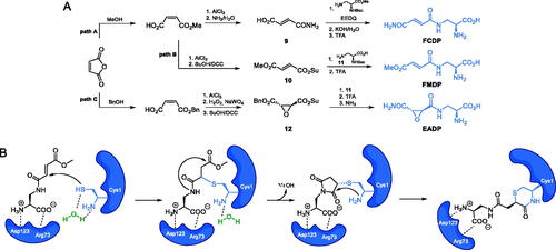 Scheme 4. (A) Synthesis of GlcN-6-P synthase inhibitors containing l-2,3-diaminopropanoic moiety. (B) Molecular mechanism of GlcN-6-P synthase inactivation at GAH by FMDPCitation43.