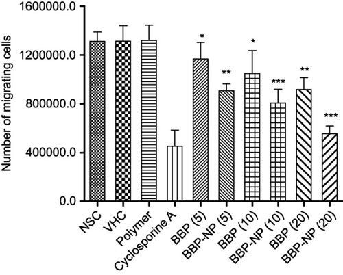 Figure 5 Effect of BBP and BBP-encapsulated nanoparticles (BBP-NP) (5, 10 and 20 mg/kg) on the chemotaxis of neutrophils isolated from experimental animals. Results are represented as mean ±SD, with N=6 in each group.