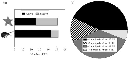Fig. 2  Comparison of results from bioassays with the sea star Odontaster validus and those with the amphipod Cheirimedon femoratus from Núñez-Pons et al. (Citation2012) testing the incidence of repellent activities in diethyl ether extracts (EEs) from the samples assessed, which included invertebrates and macroalgae. In (a), a horizontal bar diagram shows the total activity of all assessed extracts assessed, contrasting tests with asteroids and amphipods. In (b) coincident and non-coincident deterrent activities are shown for all the tested fractions, comparing the two experiments; plus signs indicate the presence of feeding repellents and minus signs indicate the lack of them.