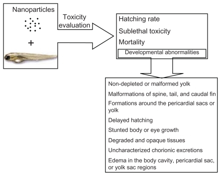 Figure 1 Toxicity evaluation of nanoparticles using zebrafish model.Citation18Reprinted from Adv Drug Deliv Rev, vol 61, issue 6, Fako and Furgeson, Zebrafish as a correlative and predictive model for assessing biomaterial nanotoxicity, p. 478–486, Copyright (2009), with permission from Elsevier.