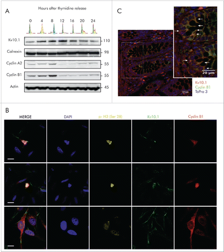 Figure 1. Periodic expression of Kv10.1 along the cell cycle. A. HeLa cells were synchronized with a double thymidine block and released into fresh medium. Total cell lysates were prepared at the indicated time points and endogenous Kv10.1 was precipitated. Analysis by SDS-PAGE and Western blotting using anti-Kv10.1, anti-cyclin A2 and anti-Cyclin B1 showed that Kv10.1 expression changes along the cell cycle, with a peak expression between 8 and 12 h corresponding to G2/M. Calnexin and Actin were used as loading controls. B. Asynchronous HeLa cells were labeled with anti-Cyclin B1, anti- p-Histone H3 (Ser 28) and anti-Kv10.1. Cells in G2, as evidenced by cytoplasmic Cyclin B1 signal, as well as mitotic cells (nuclear Cyclin B1 and p-H3 Ser 28) showed Kv10.1 reactivity at the plasma membrane. C. Cyclin B1-positive cells were localized to the proliferative compartment, at the bottom and sides of the crypt. Kv10.1 positive cells were also found in the proliferative compartment of the colon crypt. White arrows indicate Kv10.1 and Cyclin B1 expressing cells. Scale bar 20 µm.