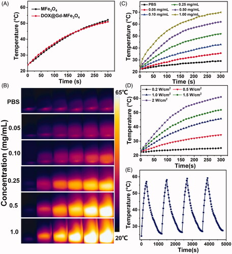 Figure 2. Photothermal effect of Gd-MFe3O4 NPs: (A) temperature change in MFe3O4 and Gd-MFe3O4 NPs suspension at the same concentration (0.25 mg/mL) under NIR laser irradiation (5 min, 1.5 W/cm2); (B) infrared thermal images of Gd-MFe3O4 NPs suspension of varying concentrations exposed to NIR laser (1.8 W/cm2) for 0–5 min. (C) Temperature elevation in Gd-MFe3O4 NPs suspension at gradient concentrations NIR laser irradiation (5 min, 1.5 W/cm2). (D) Temperature elevation in Gd-MFe3O4 NPs suspension (0.25 mg/mL) at different intensities of NIR laser irradiation. (E) Photothermal stability of Gd-MFe3O4 NPs suspension (0.25 mg/mL) under repeated NIR laser irradiation for four cycles.