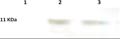 Figure 8. Western blot analyses of CHO cells infected with CS/pDNA nanoparticles. pcDNA plasmid encoding HPV-16 E7 without Chitosan nanoparticles, control (lane 1), pcDNA plasmid encoding HPV-16 E7 with lipofectamine (lane 2), pcDNA plasmid encoding HPV-16 E7 with chitosan nanoparticles (lane 3).