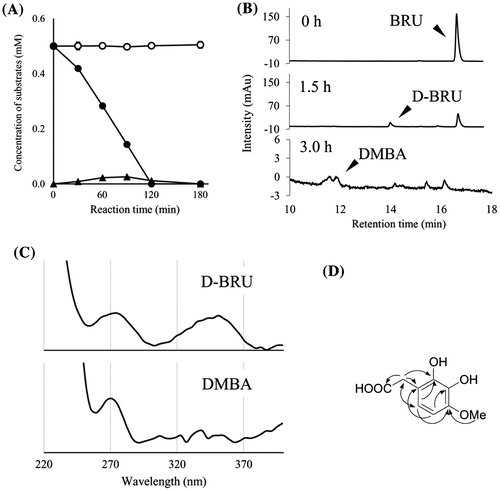 Fig. 4. The degradation of BRU by resting cells of BD7100 and the resulting metabolites.