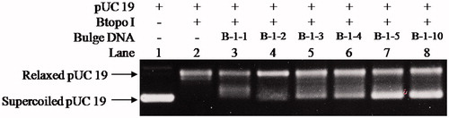 Figure 3. Determining the inhibitory effects to pUC 19 relaxation from B-1–1, B-1–2, B-1–3, B-1–4, B-1–5, and B-1–10. The concentration of bulge DNA was kept constant at 70 nM in all of the assay mixtures if added. The mixture containing 50 mM KAc, 20 mM Tris-Ac, 10 mM Mg(Ac)2, 100 μg/ml BSA (pH 7.9 at 25° C), 250 ng pUC 19, 1 U of Btopo I, and the mixtures were incubated at 37 °C for 30 min before loading on agarose gel.