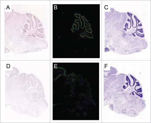 Figure 1. Expression of PTCH53 in the mouse cerebellum. (A) Assessed by in situ hybridization (ISH), PTCH53 RNA is localized in the cerebellum of the C57Bl/6 mouse. Staining is heavily concentrated in the purkinje cell layer and also visible in the internal granular layer, which originates from the external granular layer during the postnatal proliferative phase. Medulloblastomas arise from this precursor cell population. (B) PTCH53 heat map. (C) Nissl staining of the corresponding section. (D) The evolutionarily related protein PTCHD2 does not appreciably localize to these layers. (E) PTCHD1 heat map. (F) Nissl staining of the corresponding section. Images are from the Allen Brain Atlas Project.Citation30