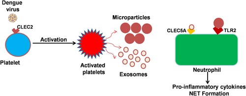 Figure 2. Platelet-derived exosomes and microparticles interact with neutrophils dengue virus binds to platelet surface protein CLEC2 resulting in the release of microparticles and exosomes. The platelet releases microbodies then binds with neutrophil and macrophages resulting in the release of pro-inflammatory cytokines and components of neutrophil extracellular trap (NET) from these cells. Exosomes released from dengue virus-activated platelets also protect the bleeding in virus-infected patients.