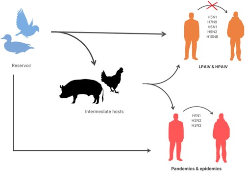 Figure 2. Transmission of avian influenza viruses (AIVs). AIVs are mostly transmitted to humans through the reservoir, which is generally waterfowl, either directly or indirectly through intermediate hosts (such as swine and poultry). AIVs (H1N1, H2N2 and H3N2) with stable human-to-human transmissions have previously caused pandemics and are currently responsible for epidemics. Despite the fact that existing LPAIVs and HPAIVs (like H5N1, H7N9 and H10N8) do not cause stable human-to-human transmission, they nonetheless constitute a threat to future pandemics.