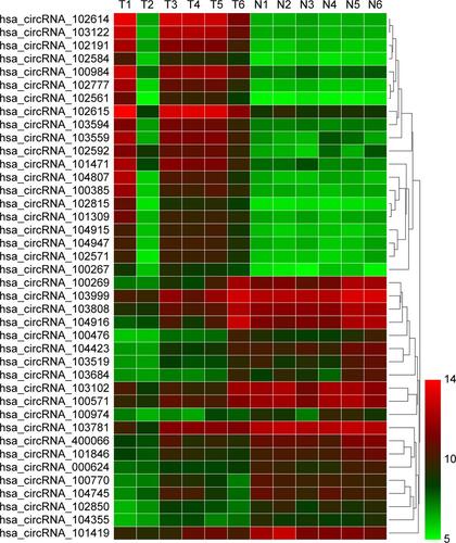 Figure S1 Hierarchical clustering analysis of the most up- and down regulated circRNAs.Notes: Each column represents a sample, and each row represents a circRNA. Red strip represents a high relative expression, and green strip represents a low relative expression. T represents GC tissues and N represents normal gastric mucosa.Abbreviation: GC, gastric cancer.