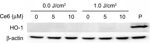 Figure 7 HO-1 expression induced by Ce6 or ALA-PDT.