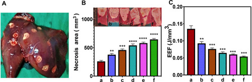 Figure 6 In vivo FUS ablation. (a-f) Different concentrations of APS/AuNRs/PLGA-PEG + FUS groups: (0 mg/mL, 1 mg/mL, 2 mg/mL, 3 mg/mL, 4 mg/mL, 5 mg/mL), 3 rabbits per group. (A) Rabbit liver after ablation. (B) Necrosis area analysis. (Insert: Maximum longitudinal section of necrotic tissue.) (C) Corresponding energy efficiency factor (EEF). All statistical analyses were in comparison to the control group. **P< 0.01, ***P< 0.001, ****P< 0.0001.Abbreviations: APS, astragalus polysaccharide; AuNRs, gold nanorods; PLGA, poly(lactic-co-glycolic) acid; PEG, polyethylene glycol; FUS, focused ultrasound.