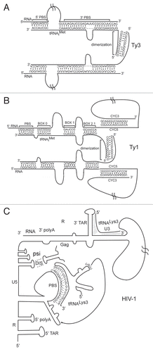 Figure 3 Circularized genomic RNA structures proposed for retroelement genomes with annealed primer tRNAs. (A) Ty3 RNA annealed to tRNAiMet. Ty3 RNA contains a bipartite primer binding site (PBS), comprised of regions in the 5′ leader and U3 of Ty3 RNA complementary to sequences in the 3′ acceptor end, TΨC arm and D arm of primer tRNAiMet.Citation127 Circularization is proposed to promote -SSS transfer. In vitro NC mediates dimerization of Ty3 gRNA dependent upon annealed tRNAiMet molecules paired via palindromic sequences at the 5′ ends of each tRNA. (B) Ty1 tRNAiMet dimerization. Ty1 RNA contains a multipartite tRNAiMet PBS in the upstream end that includes the originally-described PBS, Box 0, Box 1 and Box 2.1.Citation130 In vitro Ty1 dimerization is mediated by Ty1 RNA-binding protein via the palindromic sequences in the primer as described in (A).Citation125,Citation127 Circularization is dependent upon palindromic sequences in the 5′ (CYC5) and 3′ (CYC3) regions.Citation131 (C) HIV-1 RNA dimerization and circularization. The 5′ UTR PBS region is shown annealed at the PBS to the complementary primer tRNALys3. The dimerization initiation site (DIS) promotes HIV-1 dimerization by forming a “kissing loop” interaction with the DIS of another HIV-1 RNA which transitions to an extended dimer palindromic interface (not shown). Psi, packaging sequence; polyA, polyadenylation signal; and TAR, transactivation response element. U3-R contains complementary sequence to primer tRNALys3.Citation133 Complementary regions in Gag and portions of U3-R are proposed to pair and promote -SSS transfer.Citation132