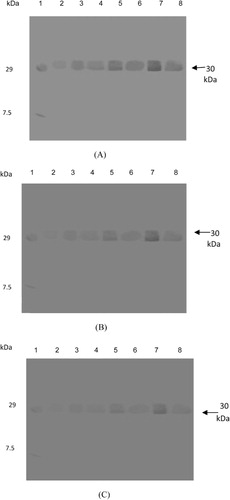 Figure 4. Western blot of PR proteins showing the detection of 30-kDa bands of chitinase activity from moth bean after pathogen (Macrophomina phaseolina) inoculation in cultivars, FMM-96 (A), CZM-3 (B), and RMO-40 (C); lane 1: marker, lane 2: 0-h control, lane 3: 4-h inoculated, lane 4: 4-h control, lane 5: 96-h inoculated, lane 6: 96-h control, lane 7: 24-h inoculated, and lane 8: 24-h control.