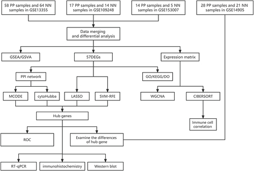 Figure 1 The study design flowchart illustrates the analytical pipeline for the investigation of gene expression data. The analysis includes several bioinformatics methods, such as GSEA and GSVA, to identify significant gene sets. DEGs are also detected using statistical methods, including LASSO and SVM-RFE. Furthermore, PPI networks are constructed to explore functional relationships among the identified genes. GO, KEGG, and DO databases are used to annotate the enriched gene sets and reveal their biological functions. WGCNA is employed to identify coexpressed gene modules and their associations with clinical traits. Using the CIBERSORT method, immune cell infiltration is analyzed. The accuracy of the analysis is evaluated using the ROC curve.