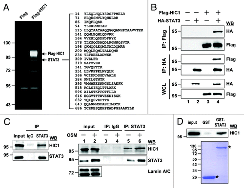 Figure 1. HIC1 interacts with STAT3 in vivo and in vitro. (A) SYPRO Ruby gel shows STAT3 pulled down from the cell lysates of 293T cells expressing Flag-tagged HIC1 by immunoprecipitation with anti-Flag antibody. STAT3 peptides detected by mass spectrometry are indicated. (B) Western blots show complex formation of Flag-HIC1 and HA-STAT3 in HeLa cells by immunoprecipitation with indicated antibodies. IP, immunoprecipitation; WCL, whole cell lysates; WB, western blotting (C) Immunoblotting shows immunoprecipitated endogenous HIC1 and STAT3 from the nuclear extracts of WI38 cells (left panel) or WI38 cells starved for 24 h and followed by treatment of 20 ng/ml OSM for 30 min (right panel). Input represents the 10% amount of nuclear extracts subjected to immunoprecipitation. (D) Immunoblotting analysis of in vitro-synthesized HIC1 protein pulled down by recombinant GST-STAT3 fusion proteins (top panel). Input represents 5% of the reticulocyte lysates containing synthesized HIC1 protein subjected to binding assays. Coomassie blue staining showing the levels of GST and GST-STAT3 fusion proteins used in each sample (bottom). The asterisks depict GST and GST-STAT3 proteins.