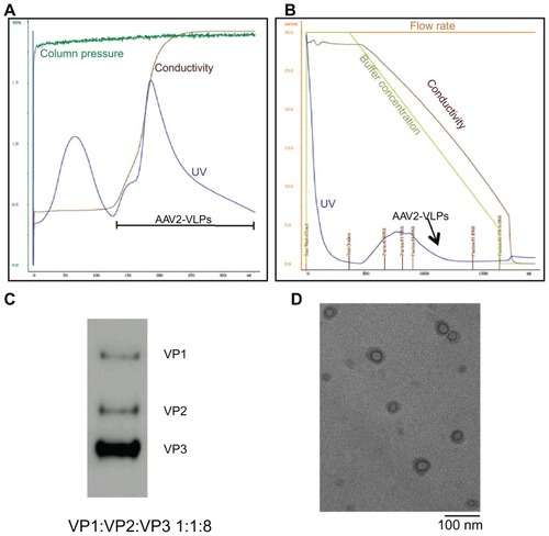 Figure 4 Purification and Characterization of AAV2-VLPs (A) step 1: ion exchange chromatography (IEC) (B) step 2: hydrophobic interaction chromatography (HIC) (C) western blot of purified AAV2-VLPs (D) TEM image of purified AAV2-VLPs. The entire 2.5 L of cell lysates from bioreactor were subjected to equilibrated IEC column. During purification process, column pressure, flow rate, conductivity and UV of flow through were monitored. The column was washed with buffer containing 150 mM NaCl until a base line was reached. A step change of 340 mM NaCl was applied to elute AAV2-VLPs. There were 2 elution peaks detected by UV. AAV2-VLPs were eluted in the second elution peak. The fraction containing AAV2-VLPs was collected and adjusted to 1.5 M (NH4)2SO4 concentration and then loaded to HIC column. In HIC column, a concentration gradient from 1500 to 0 mM (NH4)2SO4 was applied to elute AAV2-VLPs. Pure AAV2-VLPs was detected in the fraction between 962 and 625 mM of (NH4)2SO4 (indicated with black arrow). Constitution proteins of purified AAV2-VLPs were examined by western blot, band density band intensity analysis displayed protein ratio of 1:1:8 (VP1–3). TEM analysis showed that the morphology of pure AAV2-VLPs was round in shape with size of around 20 nm, which was similar to that of reported wildtype AAV2 capsids.