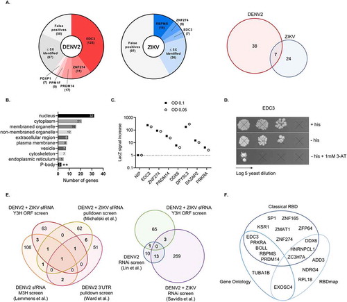 Figure 4. Identification of DENV2 and ZIKV sfRNA-binding proteins in a Y3H ORF screen. (A) 69 unique DENV2 and ZIKV sfRNA-binding proteins were identified. Left: Venn diagram representing the number of unique hits detected in each screen. Right: Pie charts showing the distribution of prey proteins identified in positive colonies in both ORFeome screens. Proteins repeatedly identified in a negative control screen using only the MS2 RNA without RNA insert as ‘bait’ were classified as false positives. (B) Enrichment for P-body components. Overview of the cellular component gene ontologies for proteins that were picked up in the DENV2 and ZIKV sfRNA Y3H screens. The resulting hit list was significantly enriched for proteins that are part of P-bodies (GO:0000932). Hits run as an ordered query, according to their screen hit frequency, in the g:GOst tool in g:profiler [Citation42]. **p ≤ 0.01 (C) Correlation between hit calling frequencies and reporter gene expression levels. A panel of yeast diploids selected in the DENV2 screen were assessed for LacZ expression at two different yeast cell densities, all hits showed a marked increase over the NIP control. A positive correlation between screen hit frequency (ordered from left to right) and respective LacZ signal intensities could be observed with the exception of DPYSL3 (Excluding DPYSL3, Spearman r: 0.8986, two-tailed p = 0.0278). (D) Replica plating confirms HIS3 reporter gene expression. A panel of yeast diploids picked up in the DENV2 screen were replica plated on selective medium to confirm HIS3 expression. Results are shown for diploids expressing protein EDC3, the most frequent hit, as prey. (E) Comparison with other genome-wide approaches to identify DENV and ZIKV host factors. Venn diagram showing the overlap of hits identified by Y3H with DENV2 and ZIKV 3ʹUTR/sfRNA-binding proteins previously identified in orthogonal screens, i.e. by (1) a mammalian three-hybrid assay [Citation16] and (2) RNA pulldown screens [Citation22,Citation30] and (3) host dependency or restriction factors of DENV and ZIKV replication identified by two independent RNAi screens [Citation43,Citation44] with no bias for RBP. (F) RNA-binding domains involved. Venn diagram showing hits with known RNA-binding activity based on (1) the presence of a classical RNA-binding domains (n = 17) and/or (2) detection in a comprehensive RNA-interactome screen (n = 13) [Citation3] and/or (3) RNA-binding gene ontology (n = 19)