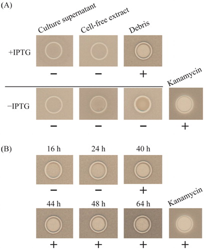 Figure 5. Antibacterial activity against B. subtilis JCM10629 by the agar spot test. (A) Detection of antibacterial activities with the culture supernatant, cell-free extract, and debris. (B) Time course of the antibacterial activity of amylocyclicin CMW1. Note: +, inhibited; –, not inhibited.