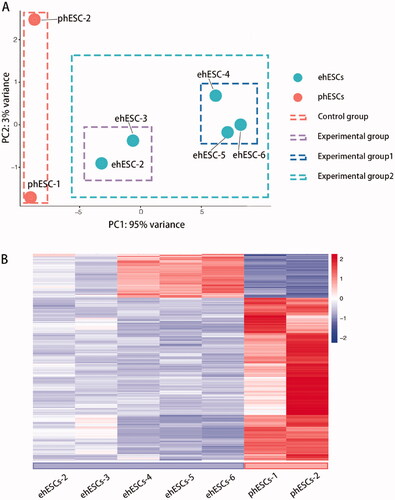 Figure 2. Overall transcriptomic changes between phESCs and ehESCs. (A) Principal component analysis of clusters by cell population. (B) Cluster analysis of differentially expressed genes between the phESCs and ehESCs is displayed in a heatmap. Heatmap colours represent the relative mRNA expression levels, as indicated in the colour key.