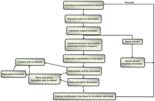 Figure 1 Simplified schematic representation of calcitonin, calcium homeostasis, and bone turnover.