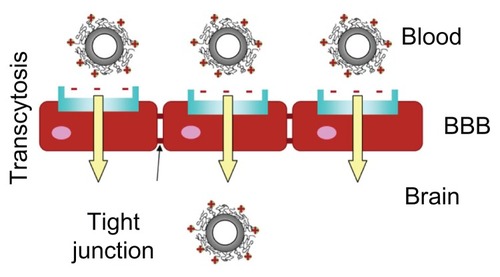 Graphic abstract Brain delivery kinetics of cationic bovine serum albumin-conjugated biodegradable polymersomes.Abbreviation: BBB, blood–brain barrier.