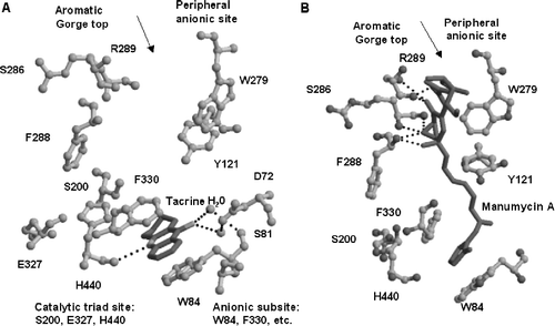 Figure 8 A. Overlay of the trigonal crystal structure of tacrine (black) and TcAChE (gray) complex: showing the catalytic anionic site, aromatic gorge, and peripheral anionic site [Citation26]; B. Overlay of docking figure of the Manumycin A (black) into trigonal TcAChE (gray), showing the non-covalent binding between Manumycin A with the amino acids at the aromatic gorge of TcAChE.