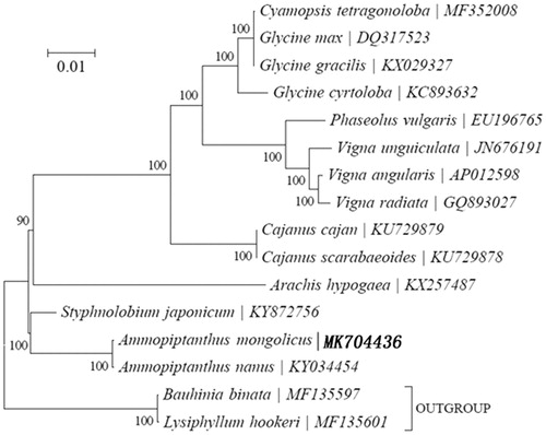 Figure 1. Maximum likelihood (ML) tree of A. mongolicus and its related relatives based on the complete chloroplast genome sequences.