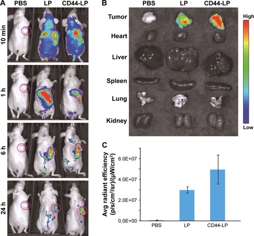 Figure 4 In vivo biodistribution and ex vivo imaging of HepG2 tumor-bearing mice after tail vein injection of PBS, ICG-loaded LP, and CD44-LP.Notes: (A) Fluorescence signals obtained from whole-body imaging at 10 min, 1 h, 6 h, and 24 h after administration. (B) Ex vivo fluorescence images of major organs and tumors obtained at 24 h after injection. (C) Semiquantitative analysis of fluorescence intensity for tumors.Abbreviations: Avg, average; ICG, indocyanine green; LP, liposomes; PBS, phosphate-buffered saline.