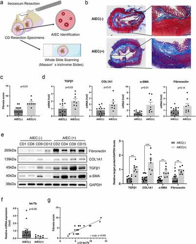 Figure 1. AIEC colonization is associated with the enhanced intestinal fibrosis in CD patients. (a) Illustration of the disposition of surgical resection specimens from CD patients. The slides of terminal ileum specimens are subjected to whole slide scanning to evaluate fibrosis after Masson’s trichrome staining, and mucosal samples are collected from the same sites of the specimens for AIEC identification. (b) Collagen fiber deposition in the submucosa and muscularis propria areas in AIEC(+) and AIEC(-) CD patients presented by Masson’s trichrome staining. Scale bar, 1 mm. (c) Fibrosis scores for quantification of degrees of intestinal fibrosis in AIEC(-) and AIEC(+) CD patients. (d&e) The mRNA and protein levels of TGFβ1, COL1A1, α-SMA and fibronectin in the terminal ileal tissues of AIEC(+) and AIEC(-) CD patients analyzed by qPCR and western blot, respectively. (f) The miRNA levels of let-7b analyzed by qPCR. U6 was used as an internal control. (g) Correlation between the levels of let-7b and fibrosis score in the terminal ileum. Spearman’s test was used for correlation analysis. AIEC(-): AIEC-negative colonization (n = 13); AIEC(+): AIEC-positive colonization (n = 8); data are expressed as the means ± SEM.