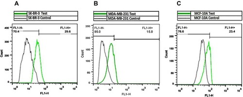 Figure 7 Flow cytometry results of GFP expressing cells. SK-BR-3 (A), MDA-MB-231 (B) and MCF-10A (C) were transfected with PM/GFP dendriplexes at N/P ratio of 5. Percentages of GFP-expressing cells were measured 48 hrs post-transfection.