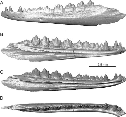 FIGURE 1. Tinosaurus europeocaenus, the holotypic left dentary IRSNB R 202 in A, lateral; B, medial; C, ventromedial; and D, dorsal views.
