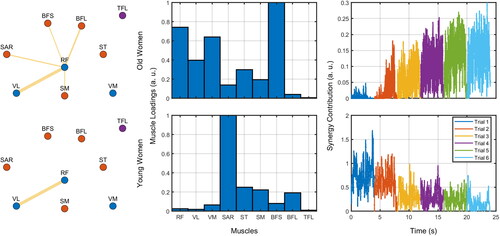 Figure 7. Exemplary network profiles (left column), muscle loadings (center column) of the most prominent synergy, and these synergies’ contributions over time (right column) considering one young and one old woman. For the network profiles, the thickness of the edges represents the magnitude of the relation (absolute correlation) between nodes (muscles). The colors of nodes represent whether they are flexors (red), extensors (blue), or unrelated (purple). Edges below a given threshold are not shown (for illustration purposes). The contributions over time were plotted as a function of time and trials (see legend).