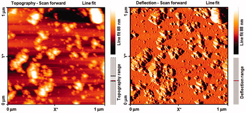 Figure 5. FM image of silver nanoparticles film showing uniformly distributed nanoparticles and some agglomeration.