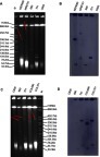 Figure 2 Analysis of the location of mcr-1/blaNDM among transconjugants and their donors. (A) S1 nuclease-PFGE of transconjugants and their donors carrying blaNDM. (B) Southern blot hybridization with the blaNDM probe. (C) S1 nuclease-PFGE of transconjugants and their donors carrying mcr-1. (D) Southern blot hybridization with the mcr-1 probe. Lane M: chromosomal DNA of Salmonella enterica serotype Braenderup H9812 digested with XbaI serving as size markers. The red arrows indicate bigger bands, which are portion of the mcr-1/blaNDM-5/9-carrying plasmids not exposed to S1 nuclease in the S1-PFGE experiment.