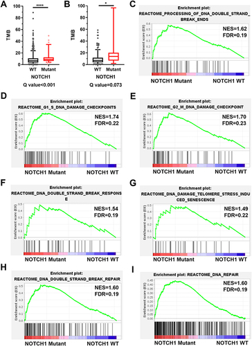 Figure 2 Impacts of NOTCH1 mutations on TMB and DNA damage repair-related gene signature. (A and B) The TMB of NOTCH1-mutant NSCLC was significantly higher than that of NOTCH1-WT tumors in the TCGA dataset (A) and Samstein et al cohort (B). (C–I) GESA plots showing signatures of PROCESSING OF DNA DOUBLE STRAND BREAK ENDS (C), DNA DOUBLE STRAND BREAK REPAIR (D), DNA DOUBLE STRAND BREAK RESPONSE (E), DNA REPAIR (F), DNA DAMAGE TELOMERE STRESS INDUCED SENESCENCE (G), G1/S DAN DAMAGE CHECKPOINTS (H), and G2/M DAN DAMAGE CHECKPOINTS (I). *p < 0.05 and ****p<0.0001.