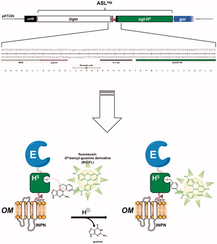 Figure 2. The ASLtag protein. The ASLtag gene is composed by the inpn ORF (in white) in frame fused to the ogtH5 gene (in green) in the pET22b expression vector. This tag can be further fused to a gene of interest (goi, in blue), for a one step procedure of the expression and immobilisation of an enzyme (E). The presence of the H5 moiety allows the quantitative estimation of the yield of E by the irreversible alkyl-transferase assay using a fluorescent O6-benzyl-guanine derivative (BG-FL). Between inpn and ogtH5, a spacer (in pink), a thrombin cleavage site (shown as an orange triangle) and a 6 × His-tag (in black) were inserted, for the easy separation and purification of any H5-E fusion protein.