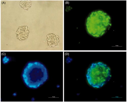 Figure 5. Identification of cultured NSCs in vitro. (A) Representative neurospheres in culture. (B–D) Immunocytochemical staining of purified NSCs. Immunostaining makers are Nestin (B) for NSCs and DAPI (C) for nuclei and their images are merged (D). (Scale bar = 50 µm).