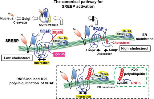 Figure 2. The E3 ubiquitin ligase RNF5 modifies SCAP via the lysine 29 polyubiquitinated chain. SCAP has eight transmembrane helices and two large luminal loops, designated loop1 and loop7. Their mutual contact allows SCAP to bind COPII proteins due to the interaction between the MELADL motif and SEC24 for transport in coated vesicles. When ER cholesterol rises, it binds to loop1. This masks the motif and hinders the SREBP-SCAP complex from exiting the ER. RNF5-induced K29 polyubiquitination of SCAP strengthens the loop1-loop7 interaction, thereby assisting ER-to-Golgi complex translocation.