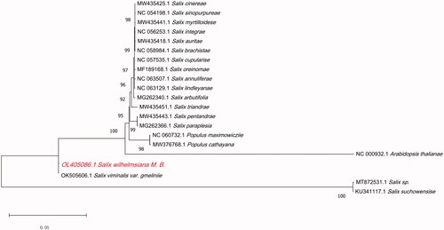 Figure 1. Phylogenetic relationships of S. wilhelmsiana M.B. and the other 19 species based on the chloroplast genome sequences, and Arabidopsis thaliana was used as an outgroup.