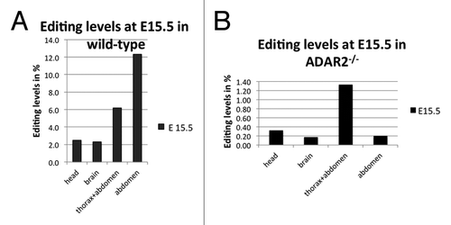 Figure 1. Editing levels in filamin α in wild-type (A) and ADAR2-knockout (B) mice at E15.5. (A) In the embryo, editing levels are highest in the abdomen and thorax, reaching up to 12% while editing in the brain only reaches 2%. (B) In ADAR2−/− animals, editing levels are dramatically reduced, only reaching 1.3% in thorax and abdomen while editing in all other parts is around the base calling error of 0.3%.