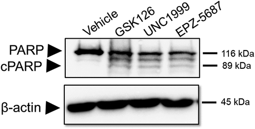 Figure 7. GSK126, EPZ-5687, and UNC1999 induced cell death in THP-1 cells. western blot analysis of apoptotic markers; PARP and caspase proteins in THP-1 cells treated with 1 µM of GSK126, UNC1999, and EPZ-5687. PARP and cleaved PARP signals were detected using anti-PARP antibody, caspase 7 and cleaved form of caspase 7 were detected suing anti caspase 7 antibody. Bands were normalized to total β-actin (loading control). N = 3 independent experiments