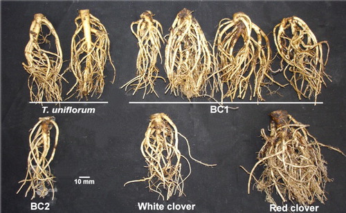 Figure 1 Intact, healthy tap roots present in replicate 5 of the field experiment (top 100 mm of the root system). Plants are 13 months old.