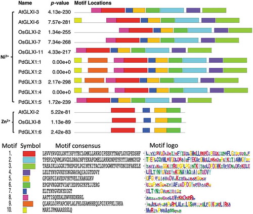 Figure 4. Conserved motifs identified by MEME of GLYOXALASE-I proteins identified from Arabidopsis thaliana, Oryza sativa, and P. dactylifera L. Lengths of motifs of each GLYOXALASE-I protein are displayed proportionally