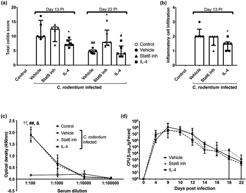 Figure 7. Effect of IL-4 and Stat6 inhibitor treatment on colitis, serum IgG and fecal CFU in C. rodentium infected WT mice. Mice received IL-4 (0.2 µg/mouse), Stat6 inhibitor (AS1517499, 10 mg/kg body weight [Citation26]) or vehicle (sterile PBS containing 20% DMSO and 1% bovine serum albumin) by intraperitoneal injection for three consecutive days (for cohort 1: from day 11 to day 13, cohort 2: day 10 to day 12 pi). (a) Colitis scores for all treatment groups at 13 and 22 (clearance of infection ≤1000 CFUs/g feces) dpi. The score is the sum of crypt architecture, goblet cell depletion, leukocyte infiltration, presence of lamina propria neutrophils, crypt abscesses, and epithelial damage and ulceration. Results are shown from cohort 2 (n = 5–6/group and time point), and similar results were obtained from cohort 1 (n = 4–5/harvested day 14). (b) Inflammatory cell infiltration at 13 dpi (n = 5–6, cohort 2). (c) Mouse serum IgG response to C. rodentium determined by ELISA at 13 dpi (n = infected vehicle, Stat6 inhibitor and IL-4 treated 5–6, non-infected control 8). Statistics: Kruskall wallis test; *p < 0.05 vs vehicle, &p < 0.05 IL-4, ††p < 0.01 vehicle and ##p < 0.01 Stat6 inhibitor vs non-infected control. (d) Fecal C. rodentium CFU counts from infected groups: non-infected control mice were excluded as they did not have any C. rodentium colonies. Results shown are pooled from cohort 1 and 2 (n = 12–16/group until day 14 and 4–6/group until day 22). The analysis of fecal CFU counts was performed with a linear mixed effects model comparing the slopes of the three treatment groups (p = 0.44).