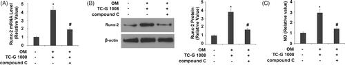 Figure 8. Treatment with the AMPK inhibitor compound C suppressed the effects of TC-G 1008 in Runx-2 expression. Cells were incubated with osteogenic medium (OM) and TC-G 1008 (10 μM) with or without compound C (10 μM). (A) mRNA of Runx-2; (B) protein of Runx-2; (C) NO production (*, #, p < .01).