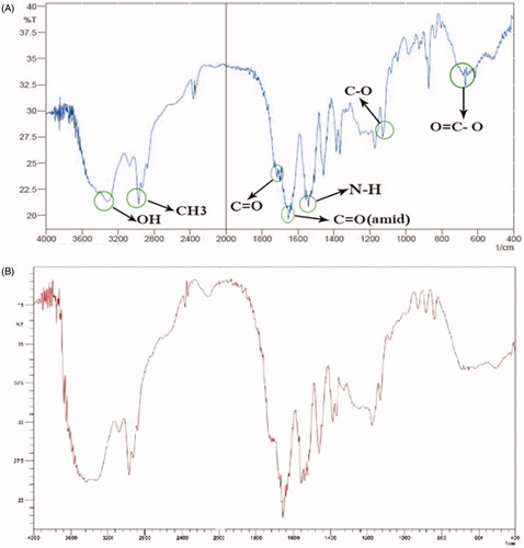 Figure 2. FTIR spectrum of (A) NIPAAM-MAA nanogel, and (B) NIPAAM-MAA drug-loaded magnetic hydrogel nanocomposite.