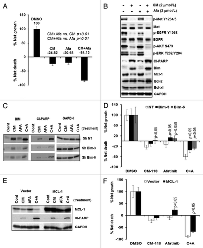 Figure 4. CM-118 and its combination with afatinib induce apoptosis in H1993 cells. (A) H1993 plated in 6-well culture plates were treated for 48 h with 2 μmol/L CM-118, 2 μmol/L afatinib, or a combination of the two inhibitors, then assessed for viability by trypan-blue cell counting. Percent net growth or death is relative to the initial cell density at initiation of treatment. (B) Cells as in (A) were immunoblotted. H1993 cells infected with the indicated lantivirus shRNAs were similarly treated and subjected to analysis of immunoblotting (C) and cell survival (D). H1993 cells transiently transfected with the indicated expression constructs were similarly analyzed by immunoblotting (E) and assayed for survival (F). Statistical analysis was performed on cells of Sh-Bim vs. Sh NT; cells with Mcl-1 overexpression vs. vector-transfected cells.