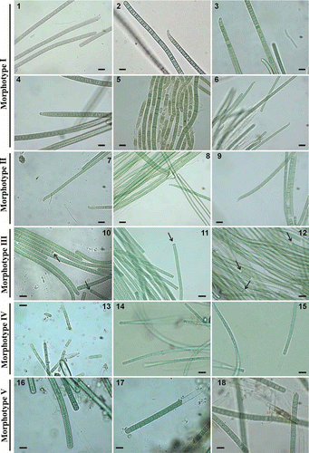 Figs 1–18. Photomicrographs of different morphotypes found in environmental samples and isolated strains. 1–6. Morphotype–genotype I. 1. Phormidium filaments in mat from Manzanares river. 2. Phormidium filaments in mat from Guadalix river downstream. 3. Phormidium filaments in mat from Guadarrama river. 4. Phormidium filaments of strain 2TGU3 isolated from Guadarrama mat (UAM 396). 5, 6. Phormidium filaments of strain BGU3 isolated from benthic biofilm of Guadarrama river (5, morphology of first filaments isolated, 6, present morphology) (UAM 361). 7–9. Morphotype–genotype II. 7. Phormidium terebriforme filaments in mat from Guadarrama river. 8. Strain Phormidium terebriforme 3TGU3 isolated from Guadarrama mat (UAM 408). 9. Strain Phormidium terebriforme 5TGU3 isolated from Guadarrama mat (UAM 409). 10–12. Morphotype–genotype III. 10. Oscillatoria tenuis filaments in mat from Guadarrama river. 11. Strain Oscillatoria tenuis 1TGU3 isolated from Guadarrama mat (UAM 410). 12. Strain Oscillatoria tenuis 4TGU3 isolated from Guadarrama mat (UAM 411). 13–15. Morphotype–genotype IV. 13. Phormidium corium filaments in mat from Mediano stream. 14, 15. Phormidium corium filaments in mat from Guadalix river upstream. 16–18. Morphotype–genotype V. 16, 17. Phormidium aerugineo-caeruleum filaments in mat from Mediano stream. 18. Phormidium aerugineo-caeruleum filaments in mat from Manzanares river. The arrows indicate intensely pigmented cells. Scale bar = 10 µm.